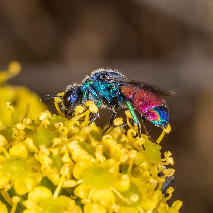 Abejas, avispas y hormigas