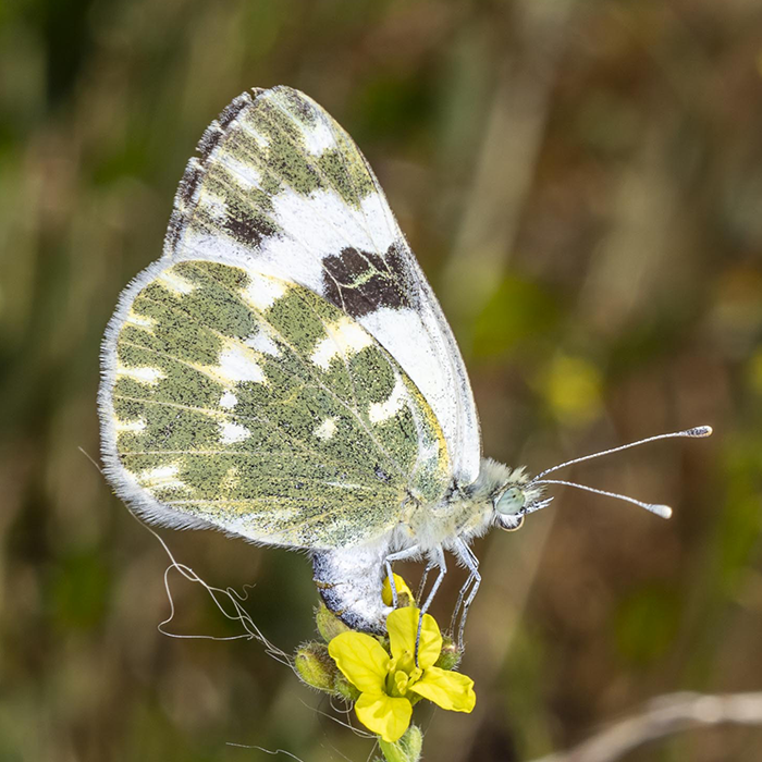 Abejas, avispas y hormigas