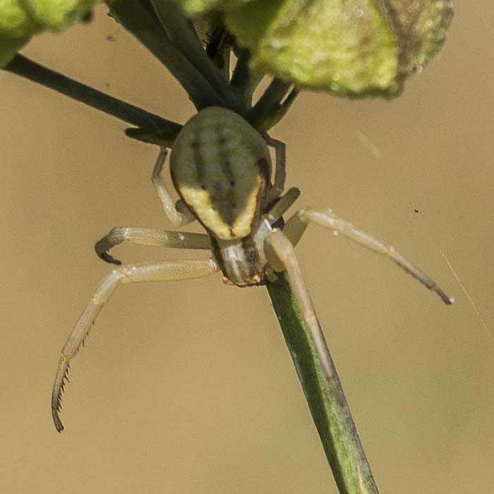 Araña cangrejo