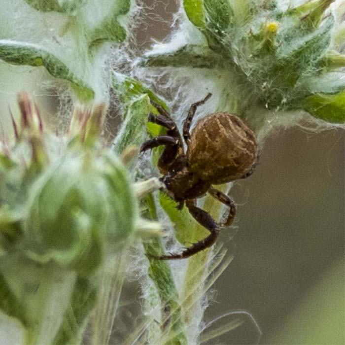 Araña cangrejo de suelo